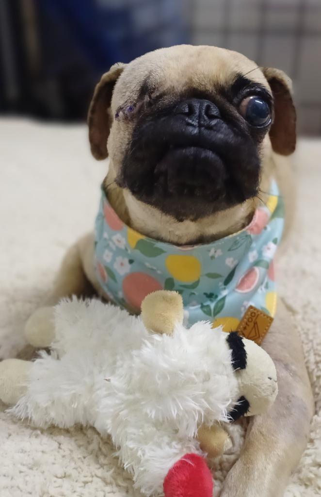 Stella, Adopted, Adult Female Pug.