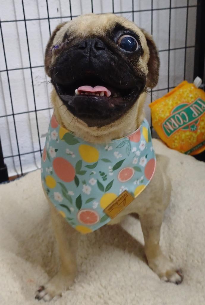 Stella, a Adopted Pug in San Juan de Abajo, NAY image 2/2