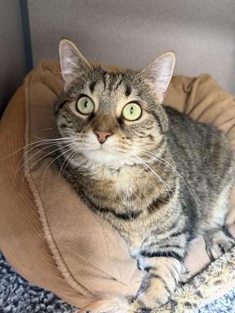 STARFIRE, Adoptable, Young Female Domestic Short Hair.