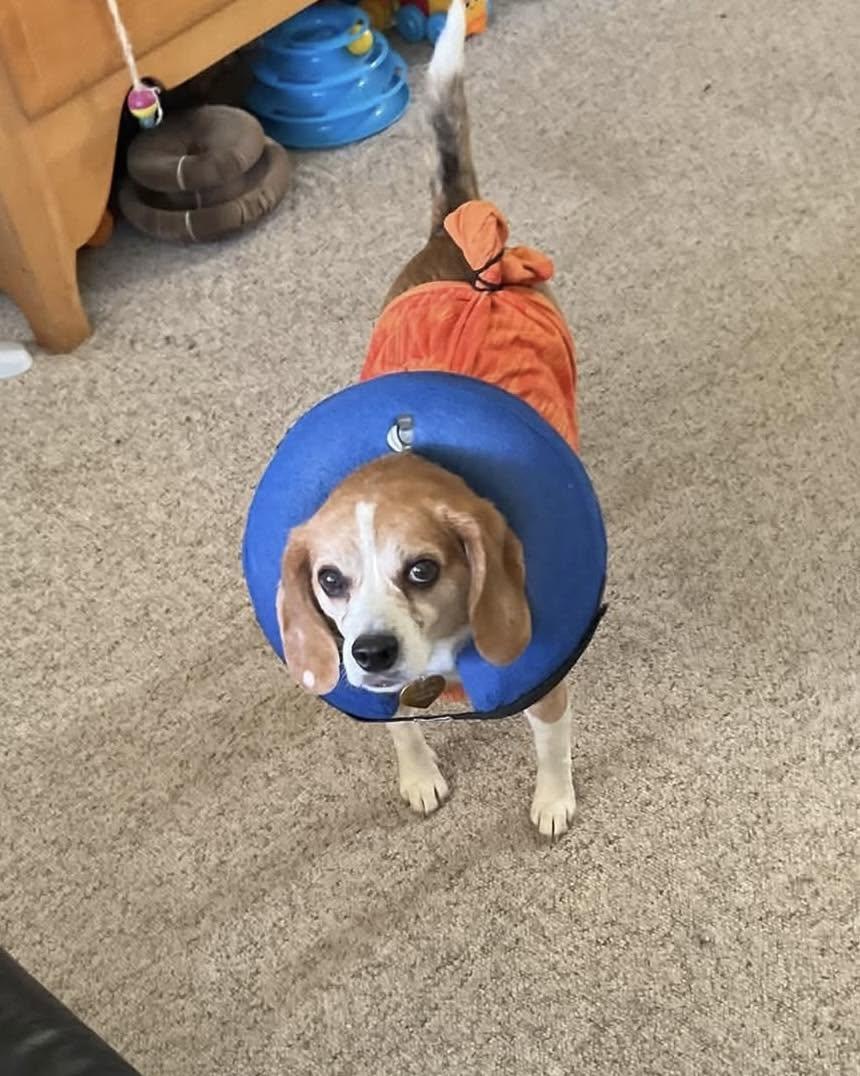 Enlarge Lucy, a Adoptable Beagle in Lethbridge, AB image 1/2