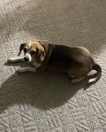 Enlarge Lucy, a Adoptable Beagle in Lethbridge, AB image 2/2