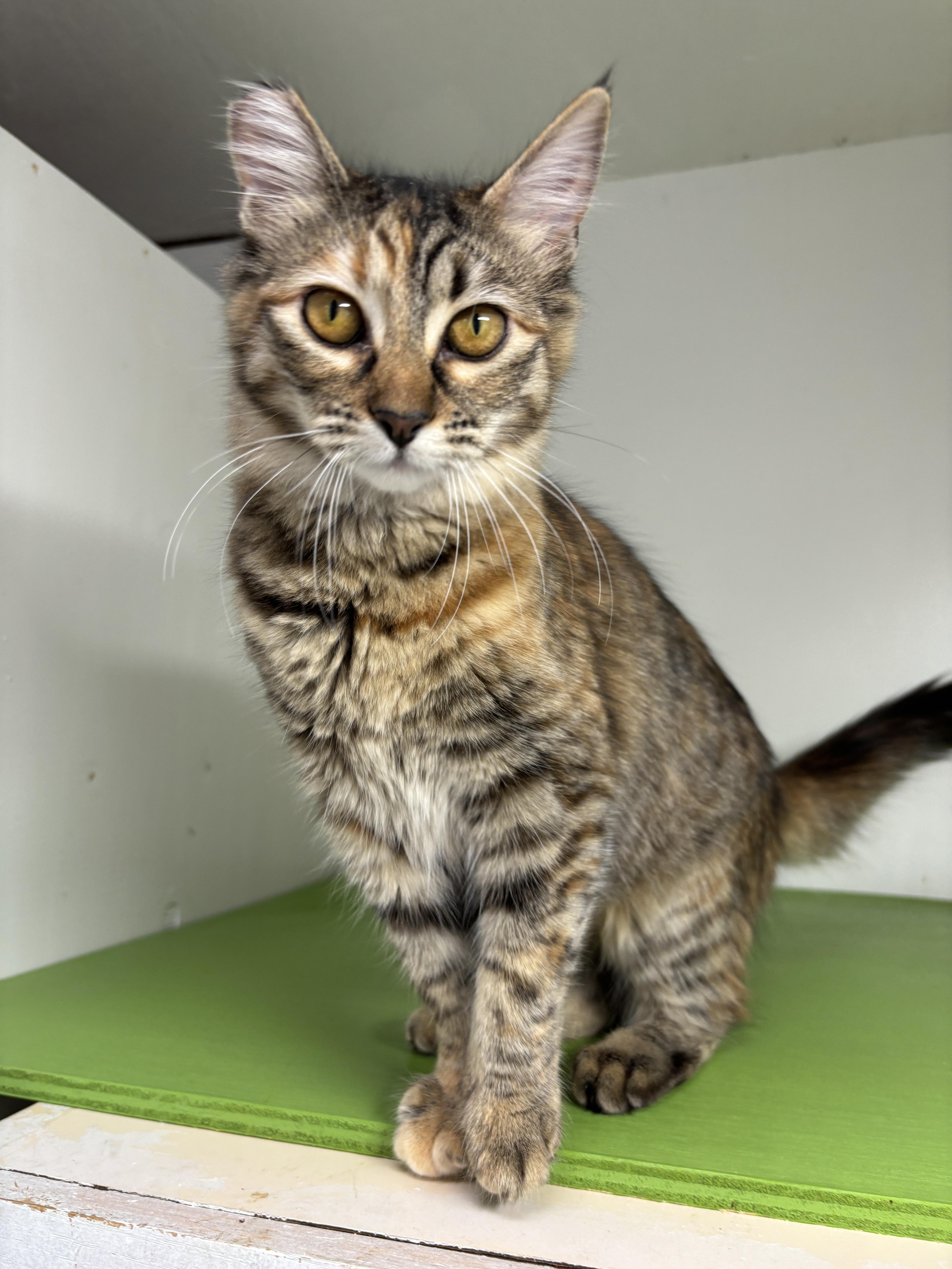 Enlarge Tatiana (bonded to Tristan), a Adoptable Torbie in Eugene, OR image 4/4