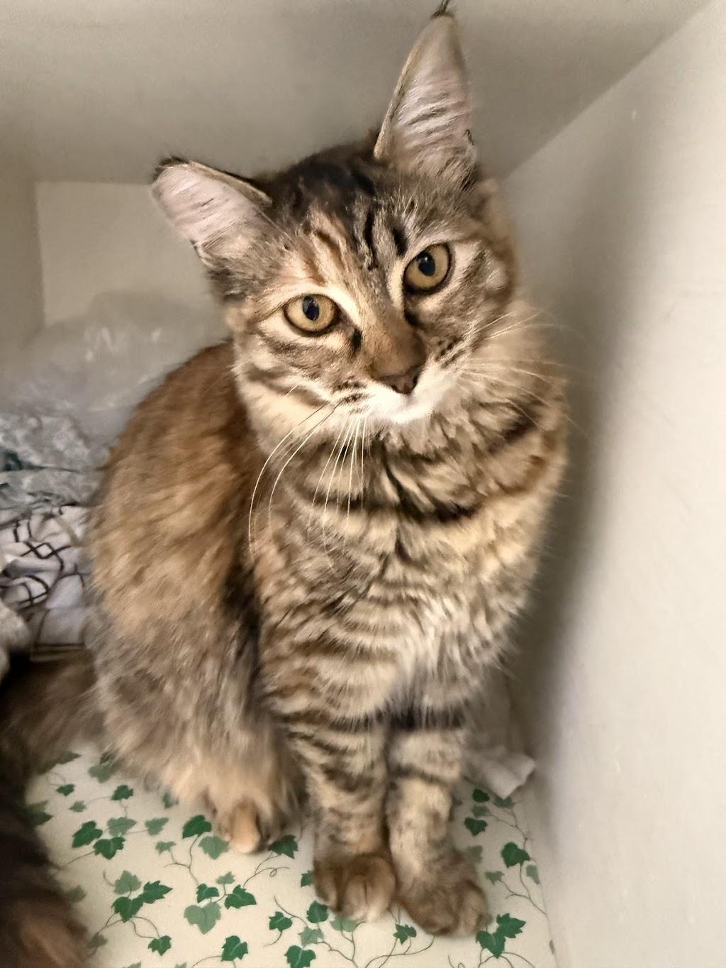 Enlarge Tatiana (bonded to Tristan), a Adoptable Torbie in Eugene, OR image 1/4