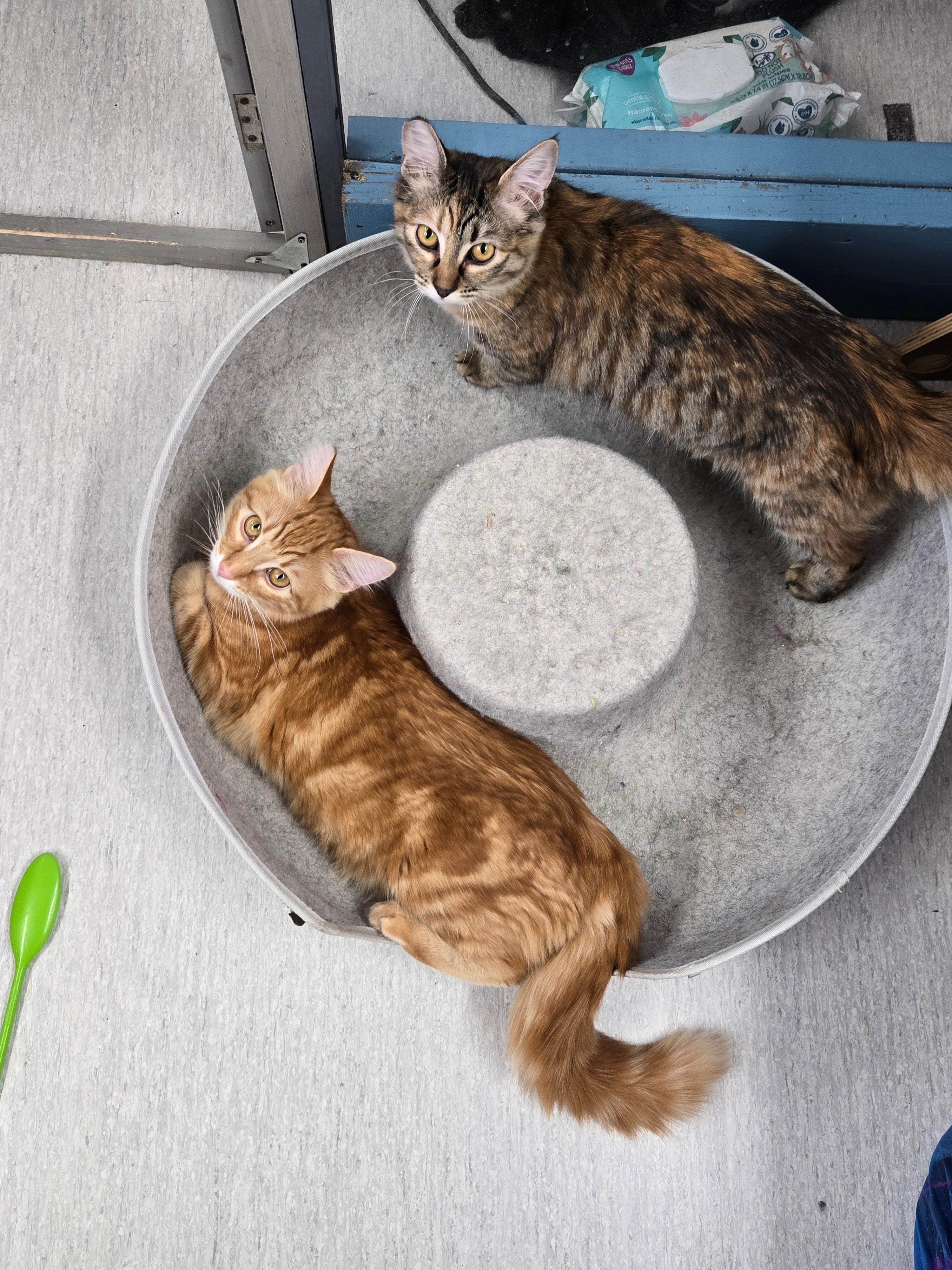 Enlarge Tatiana (bonded to Tristan), a Adoptable Torbie in Eugene, OR image 2/4