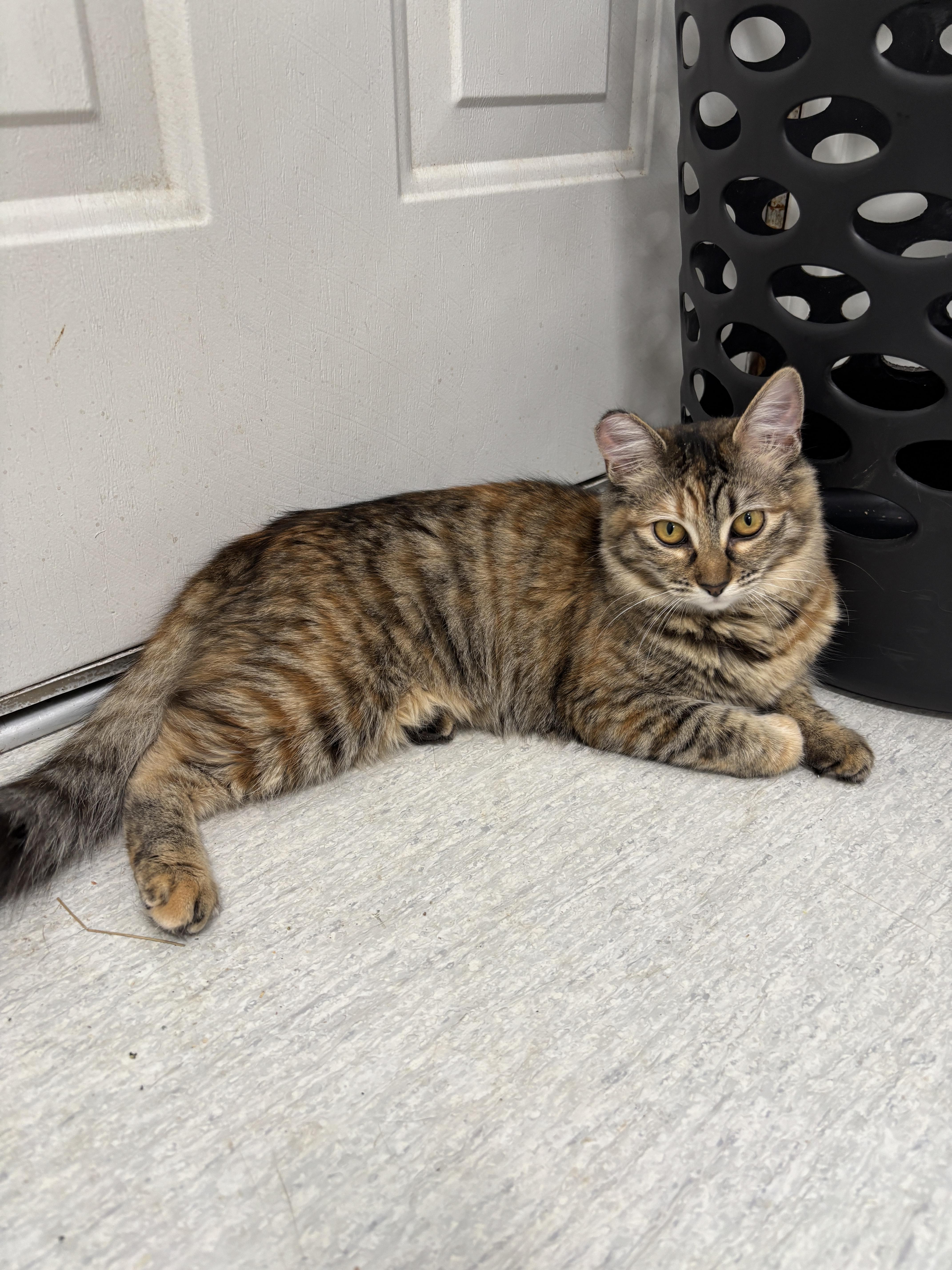 Enlarge Tatiana (bonded to Tristan), a Adoptable Torbie in Eugene, OR image 3/4