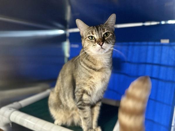 Gwen, Adoptable, Adult Female Domestic Short Hair.