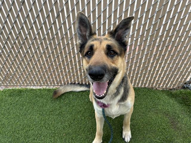 LOVER BOY, Adoptable, Young Male German Shepherd Dog.