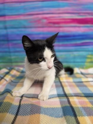 Enlarge Poshy, a Adoptable Domestic Short Hair in Houston, TX image 1/2