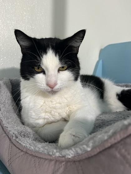 Poshy, a Adoptable Domestic Short Hair in Houston, TX image 2/2