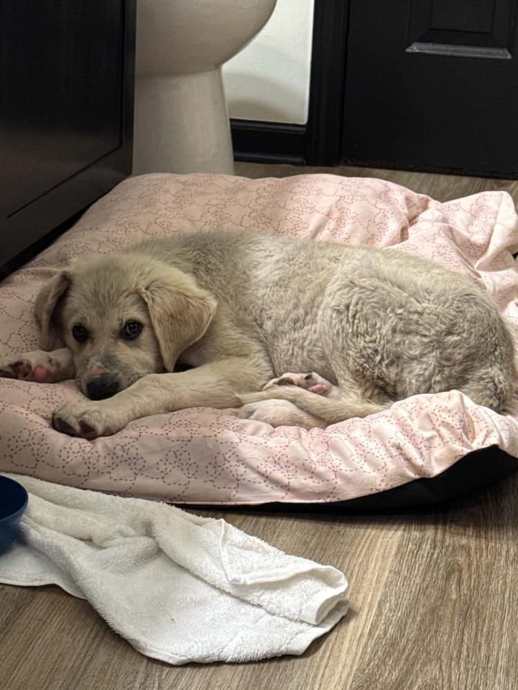 Ikon, Adoptable, Puppy Male Great Pyrenees & Mixed Breed.