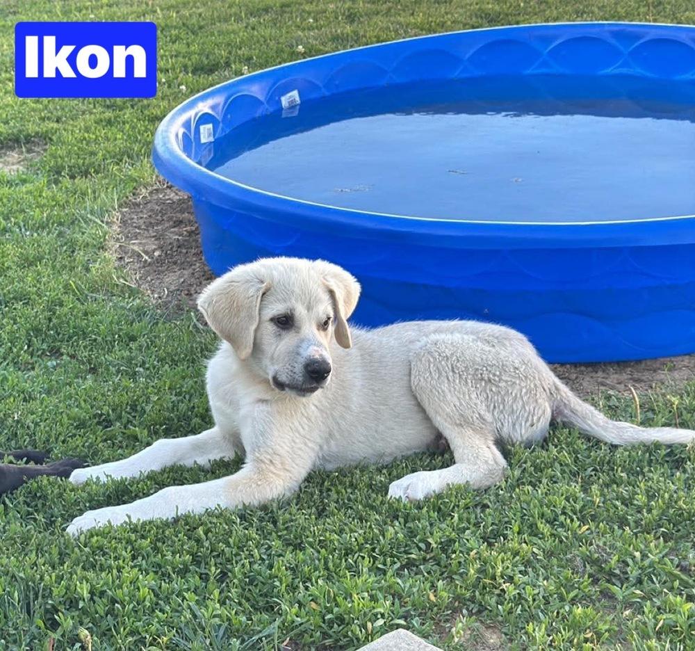 Enlarge Ikon, a Adoptable mixed breed in Warrenton, MO image 2/2