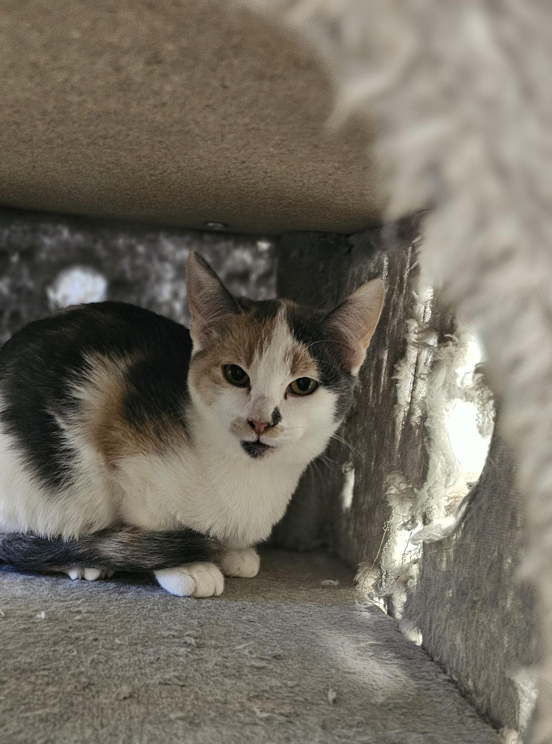 Zara, an adoptable Domestic Short Hair in Midland, TX, 79705 | Photo Image 1