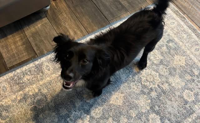 Louie, an adopted mixed breed in Inverness, FL image 5/5