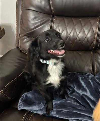 Louie, an adopted mixed breed in Inverness, FL image 2/5