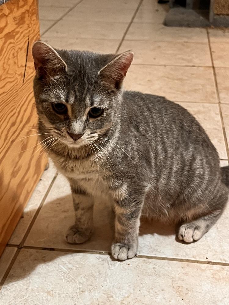 Konni, Adoptable, Young Female Domestic Short Hair.