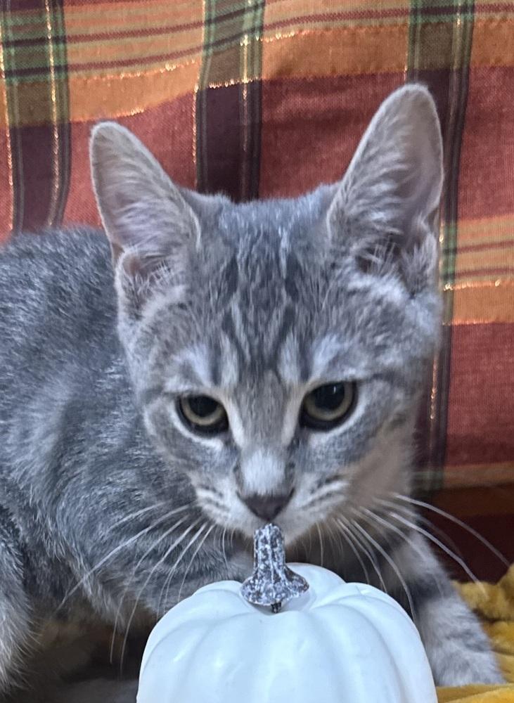 Enlarge Konni, a Adoptable mixed breed in Jackson, GA image 2/6