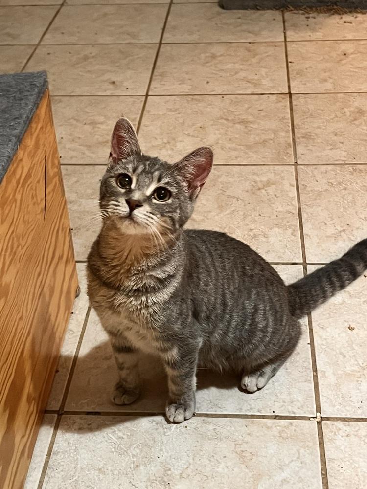 Enlarge Konni, a Adoptable mixed breed in Jackson, GA image 3/6