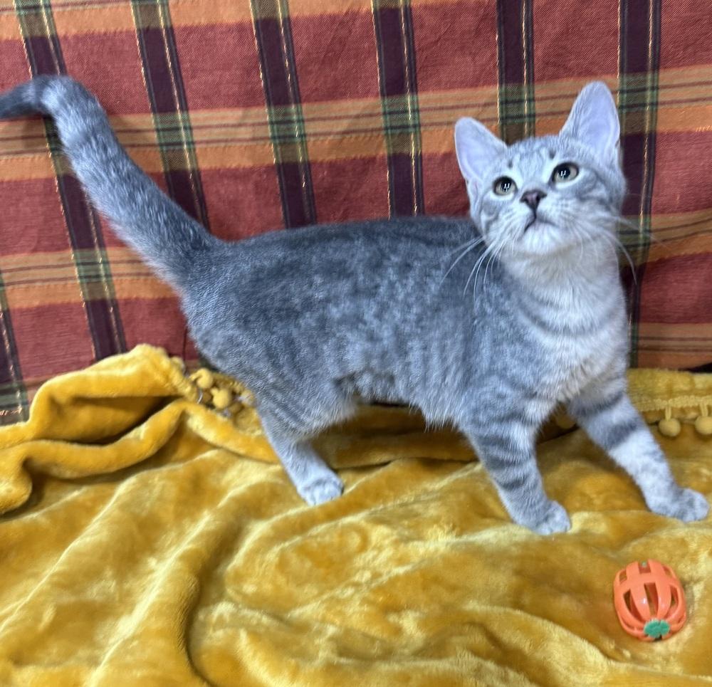 Enlarge Konni, a Adoptable mixed breed in Jackson, GA image 4/6