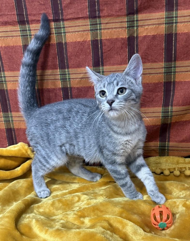 Enlarge Konni, a Adoptable mixed breed in Jackson, GA image 5/6