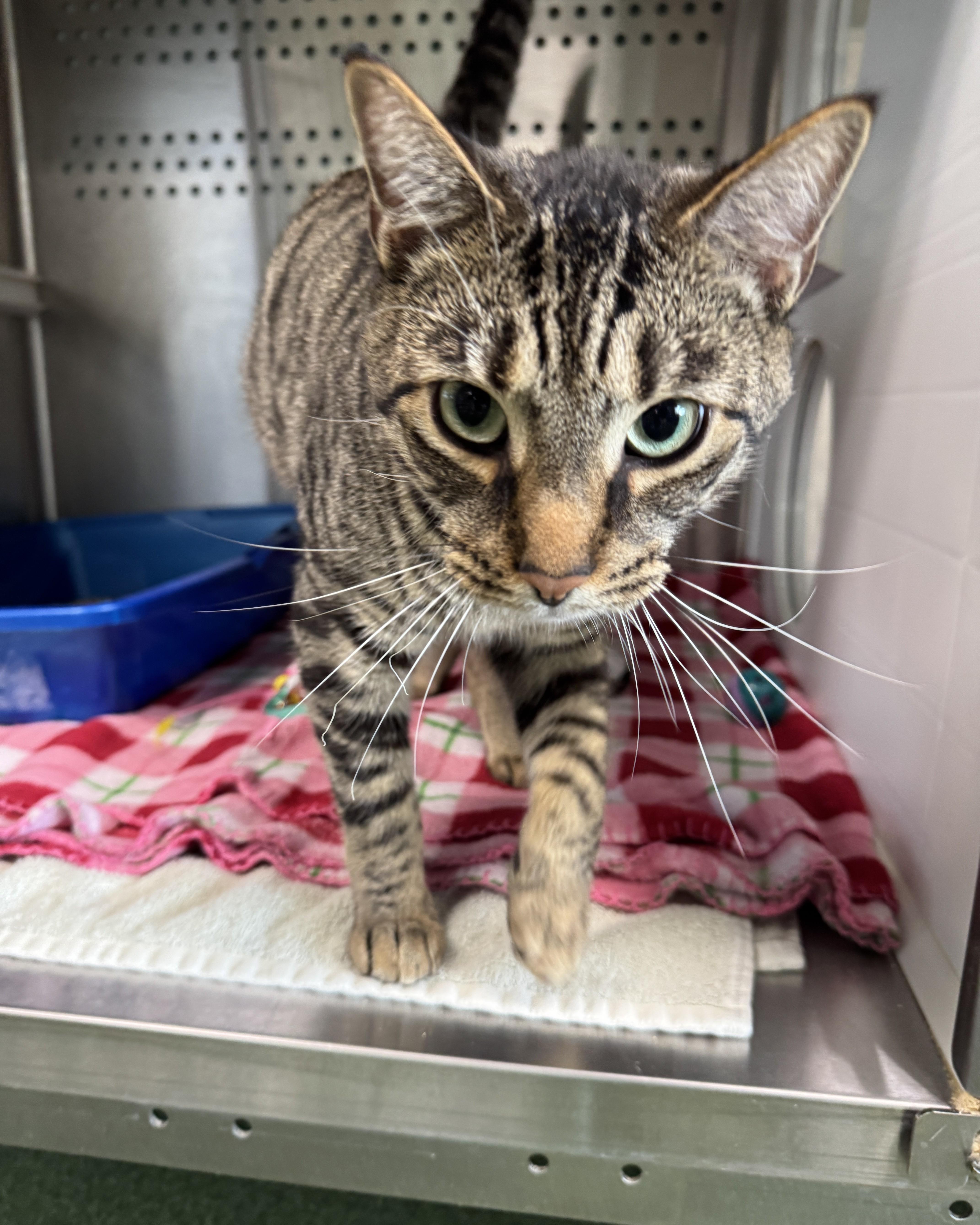 Enlarge Leo, a Adopted Domestic Short Hair in Seneca, PA image 1/3