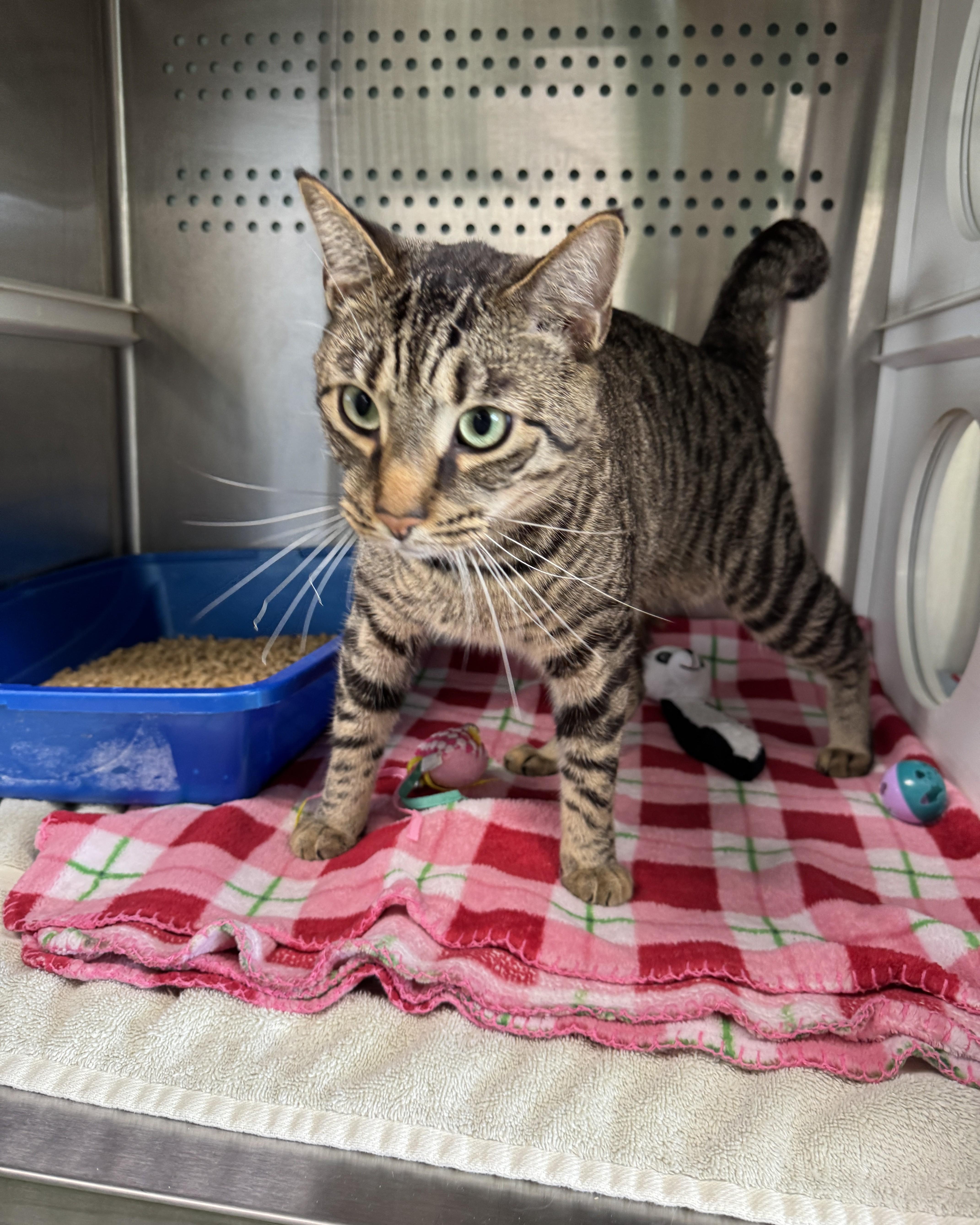 Enlarge Leo, a Adopted Domestic Short Hair in Seneca, PA image 2/3