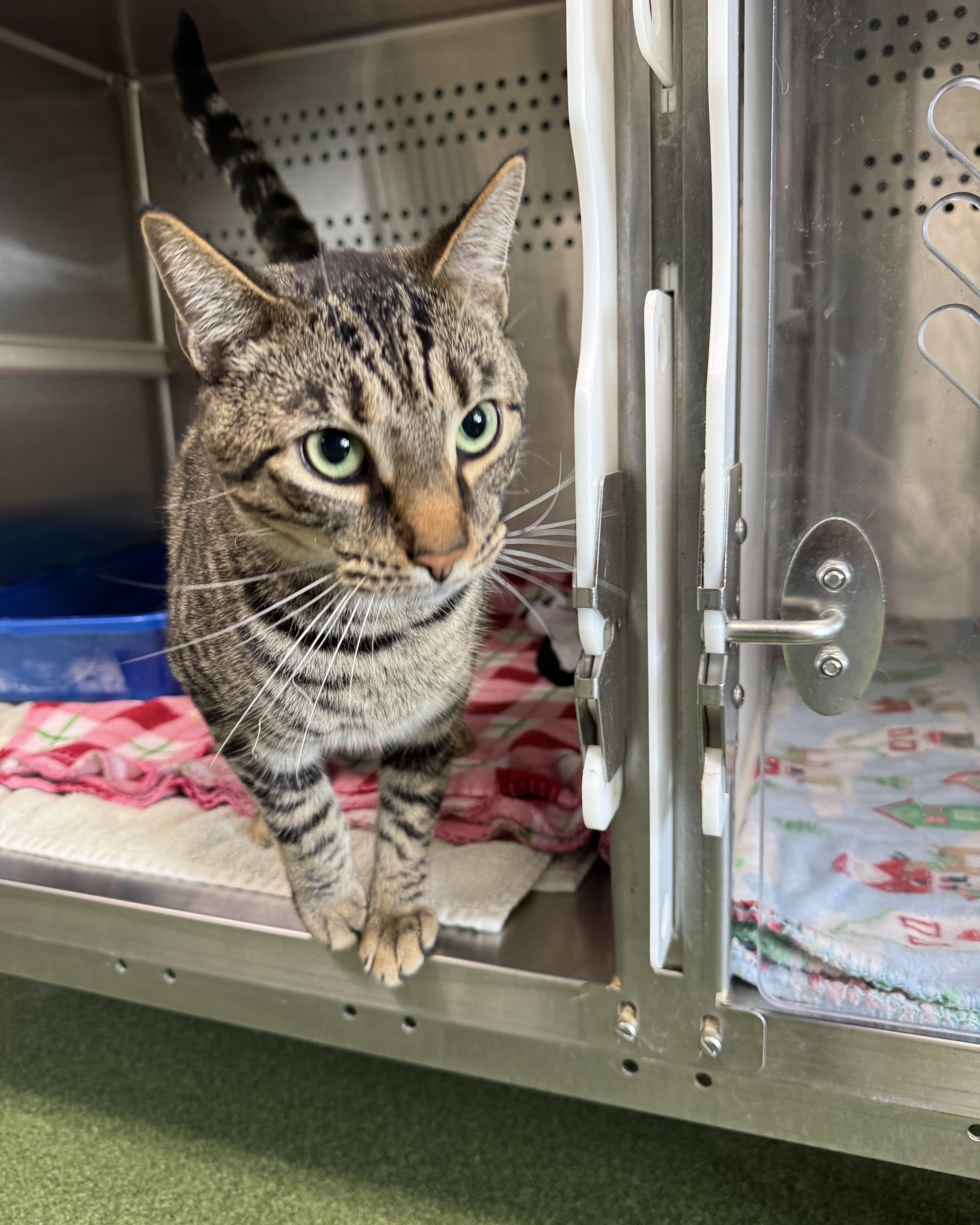 Enlarge Leo, a Adopted Domestic Short Hair in Seneca, PA image 3/3