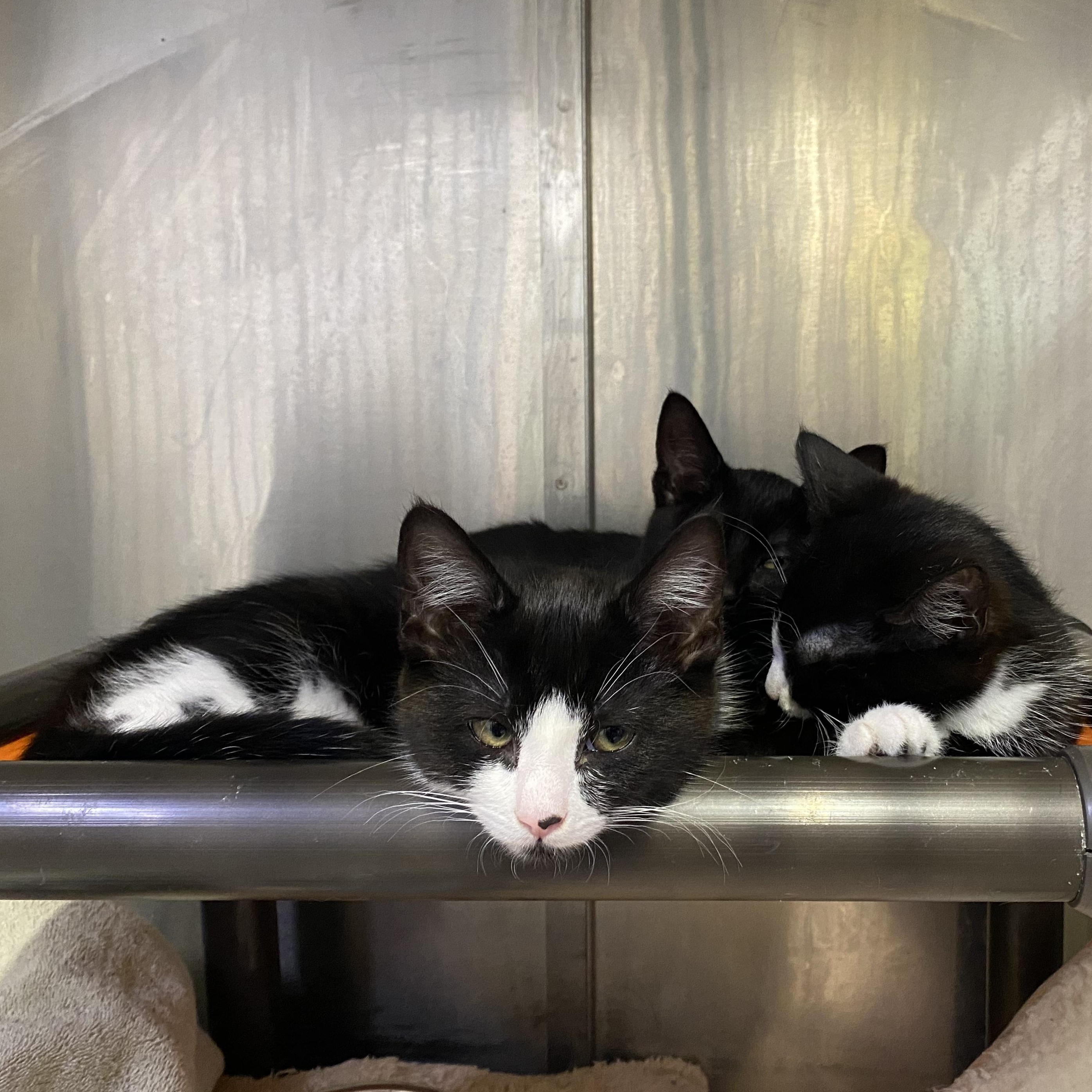 The Literary Trio Kittens, ADOPTABLE, Kitten Female Domestic Short Hair.