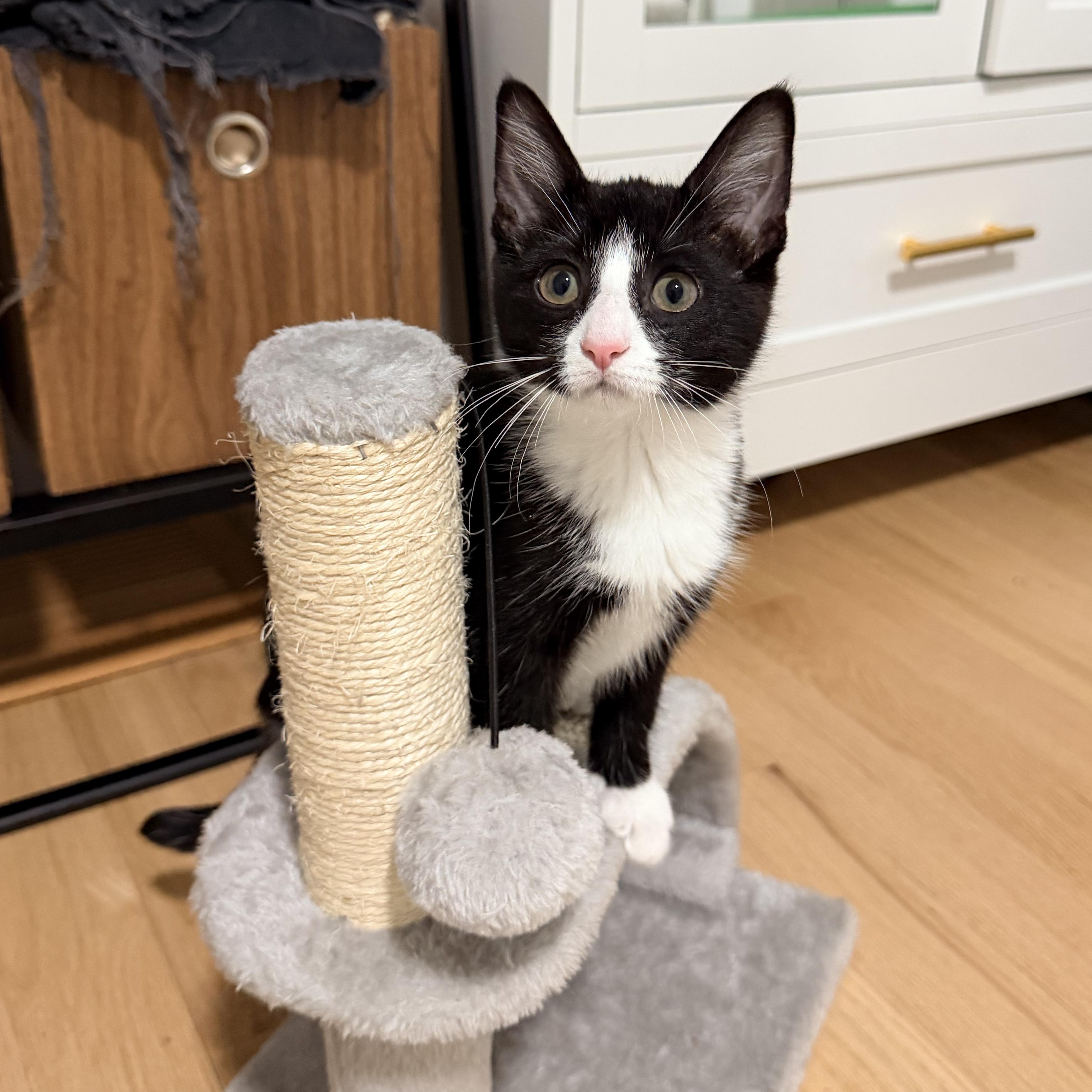Enlarge The Literary Trio Kittens, a ADOPTABLE Domestic Short Hair in Waltham, MA image 4/6