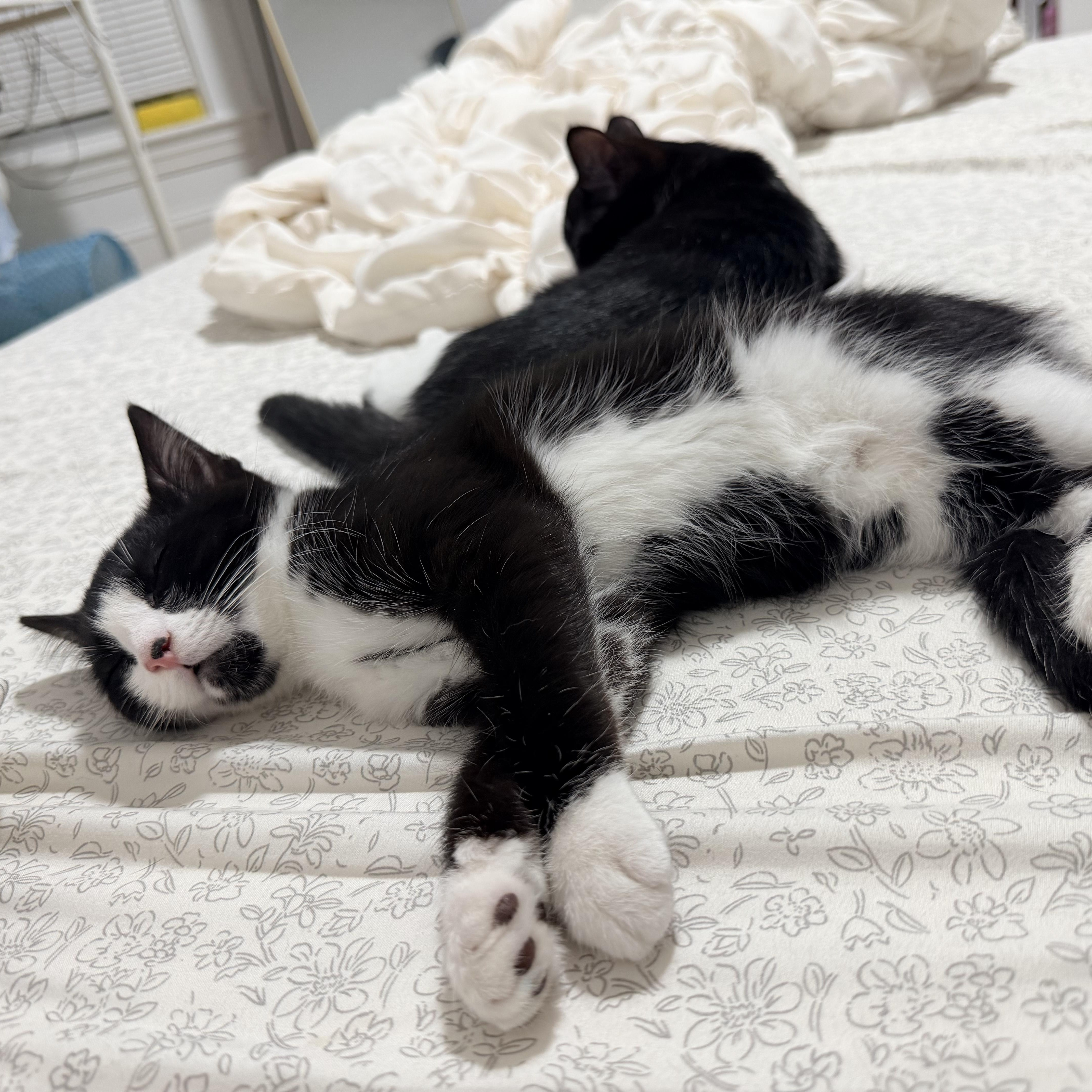 Enlarge The Literary Trio Kittens, a ADOPTABLE Domestic Short Hair in Waltham, MA image 5/6