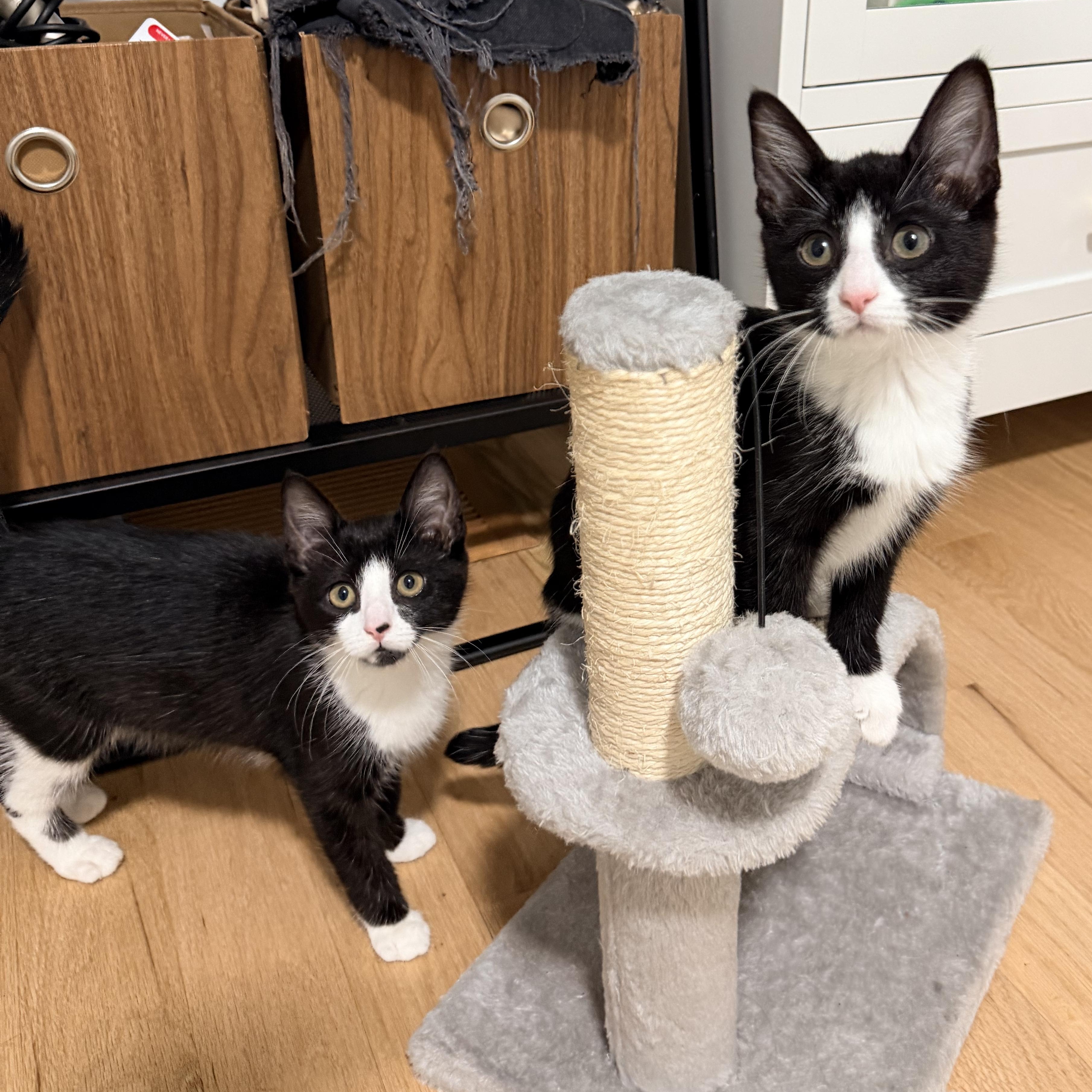 Enlarge The Literary Trio Kittens, a ADOPTABLE Domestic Short Hair in Waltham, MA image 2/6