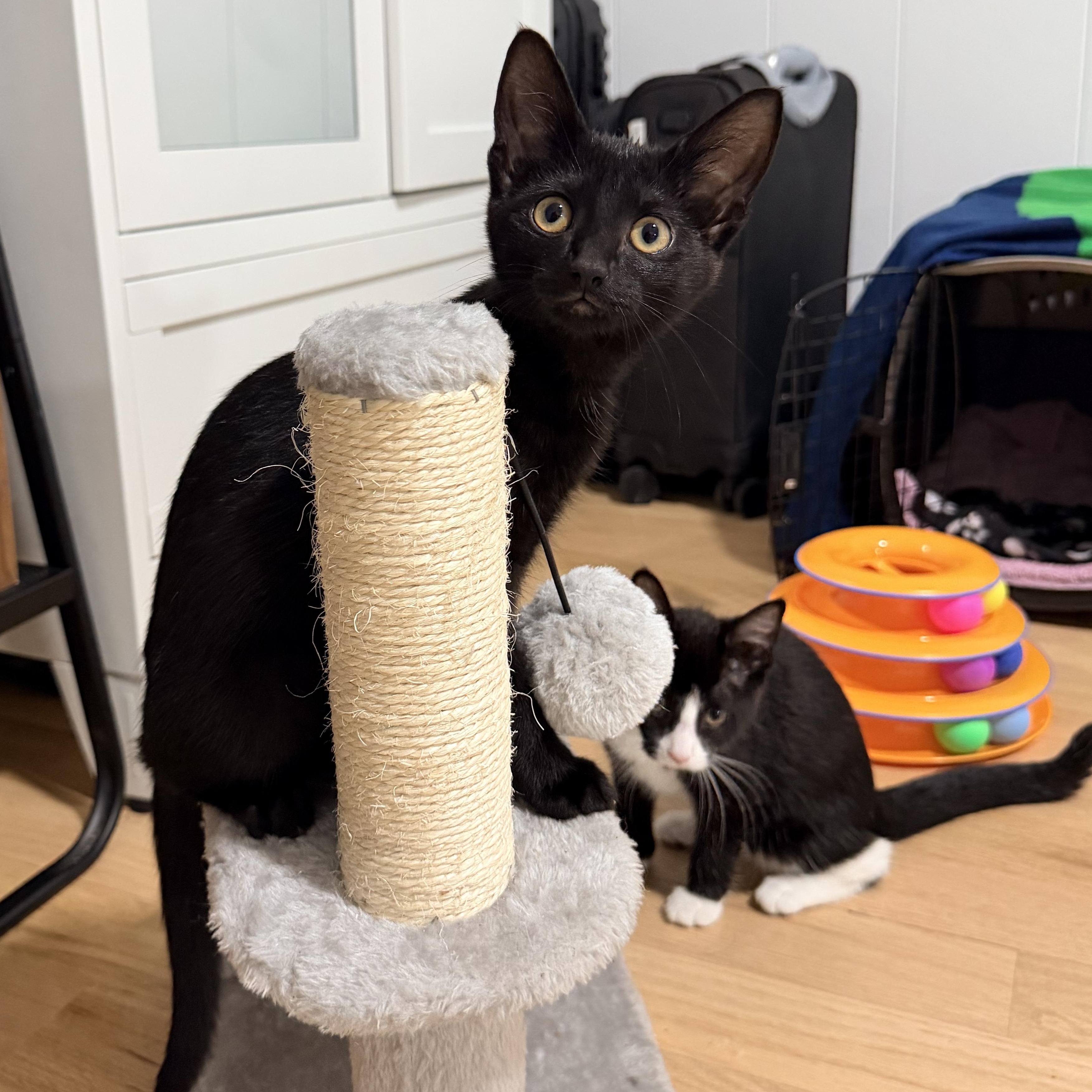 Enlarge The Literary Trio Kittens, a ADOPTABLE Domestic Short Hair in Waltham, MA image 3/6