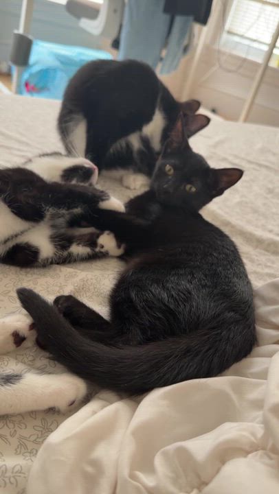 Enlarge The Literary Trio Kittens, a ADOPTABLE Domestic Short Hair in Waltham, MA video 6/6