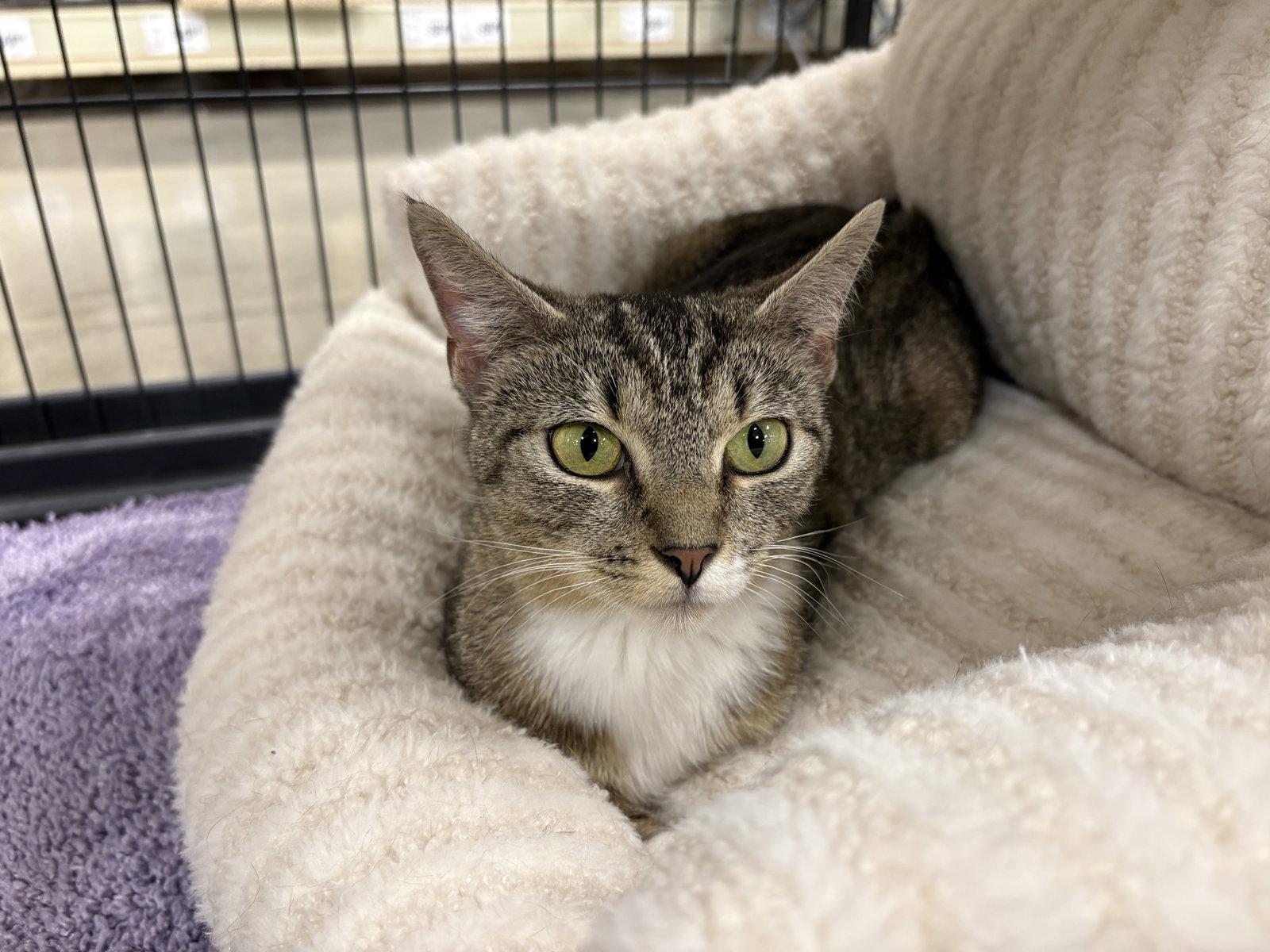 Burger Queen - Must Apply in Person !, Adoptable, Young Female Tabby & Domestic Short Hair.
