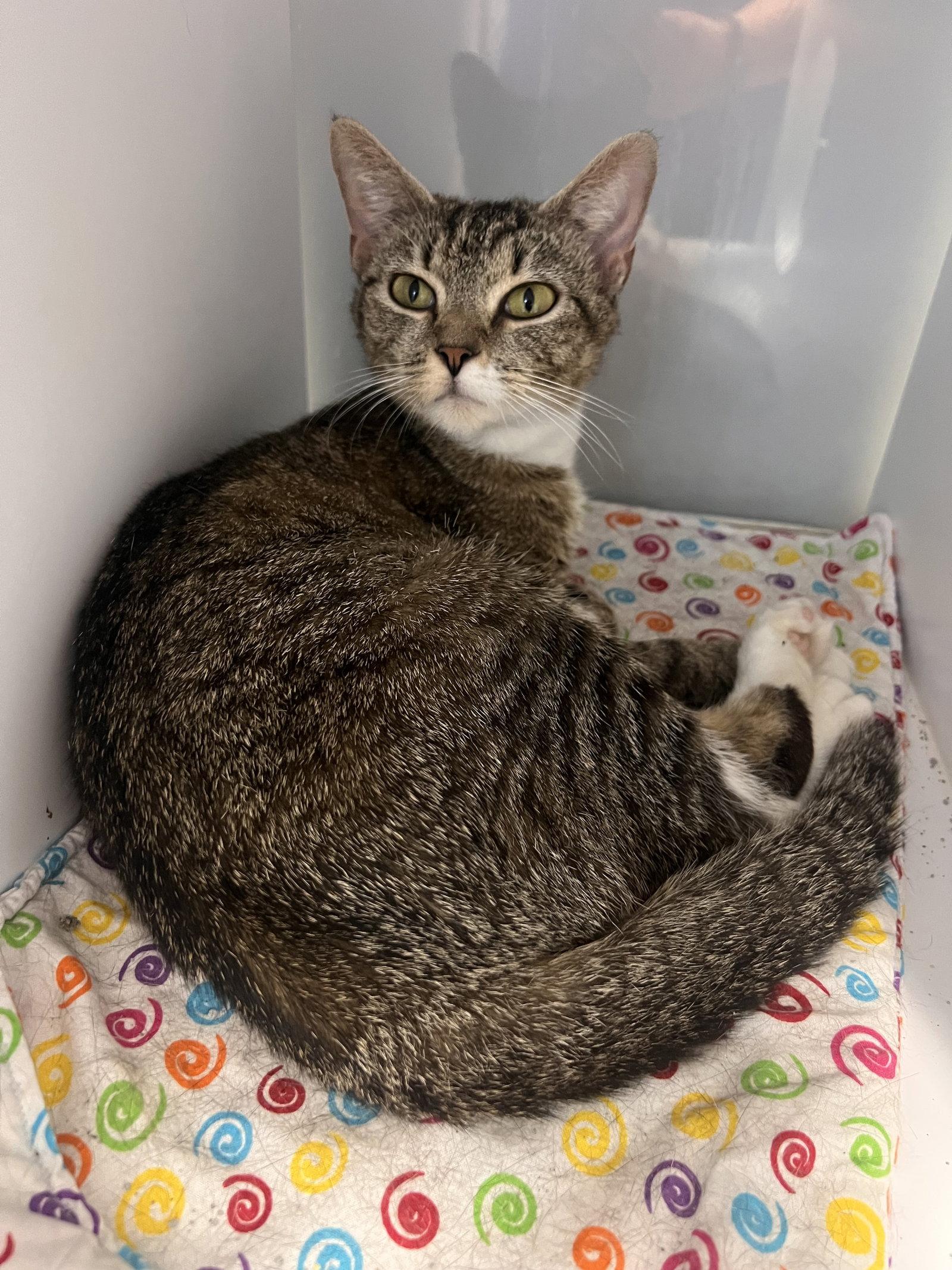 Burger Queen - Must Apply in Person !, a Adoptable mixed breed in Georgetown, KY image 2/3