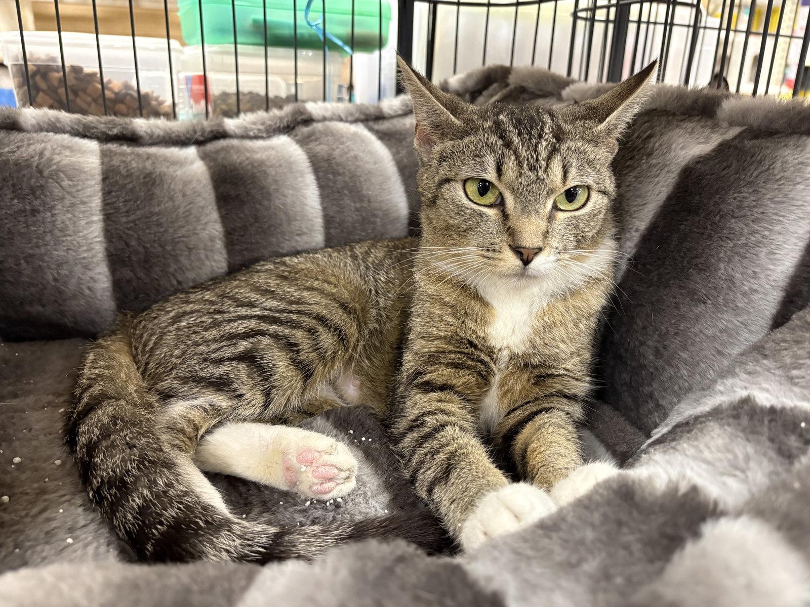 Burger Queen - Must Apply in Person !, a Adoptable mixed breed in Georgetown, KY image 3/3