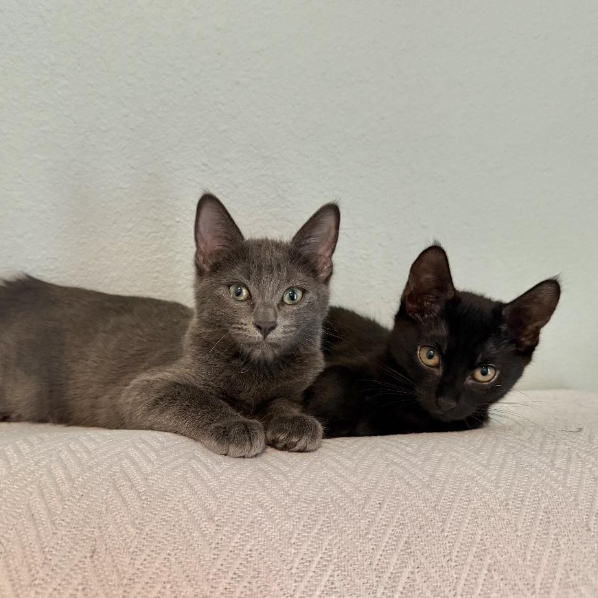 Enlarge Regina and Karen, an adopted mixed breed in New Orleans, LA image 1/6