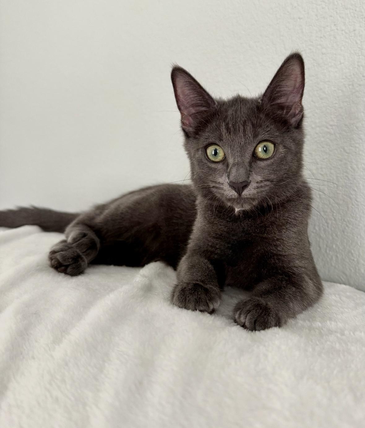 Enlarge Regina and Karen, an adopted mixed breed in New Orleans, LA image 6/6