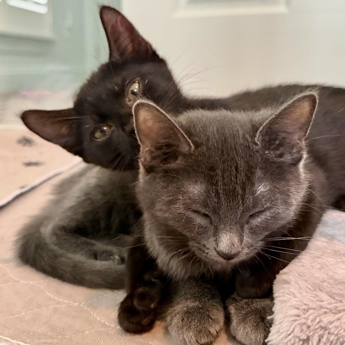 Regina and Karen, Adoptable, Kitten Female Domestic Short Hair & Russian Blue.