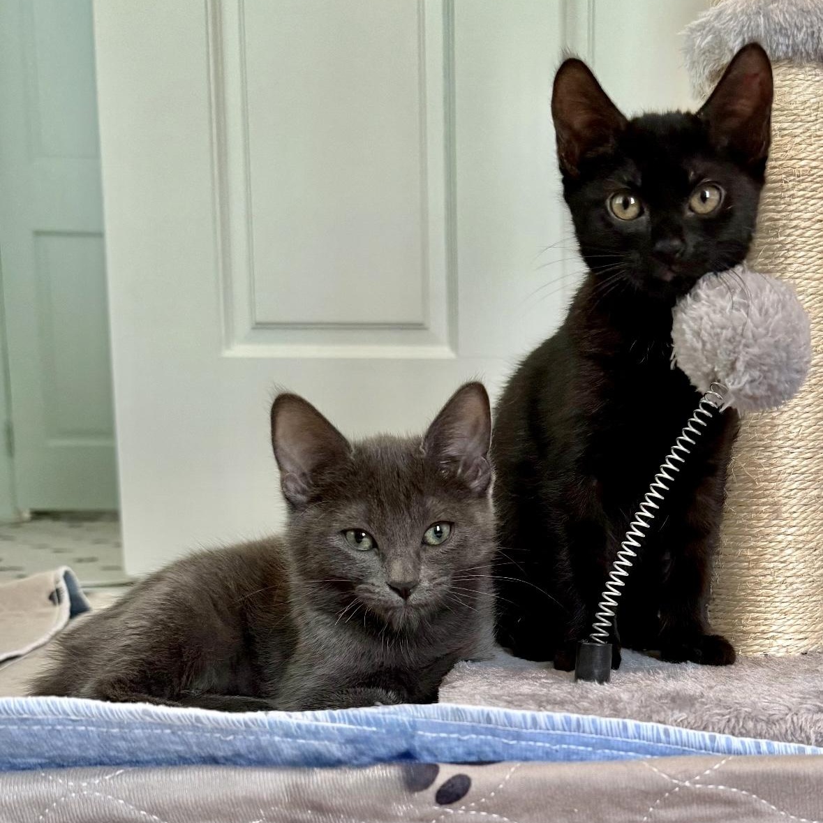 Regina and Karen, Adoptable, Kitten Female Domestic Short Hair & Russian Blue.