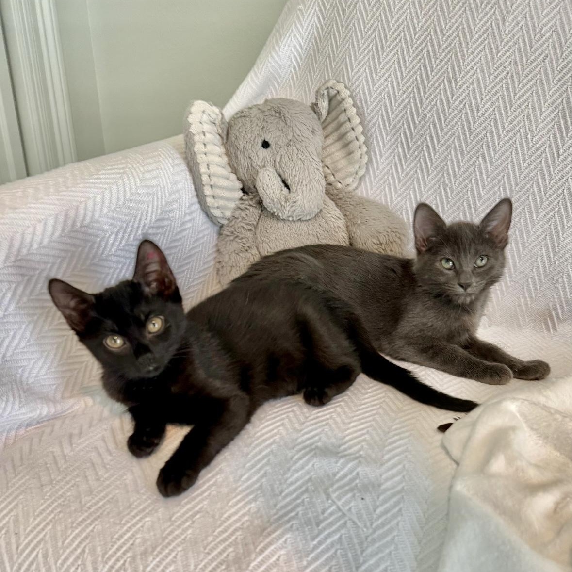 Enlarge Regina and Karen, a Adoptable mixed breed in New Orleans, LA image 2/6