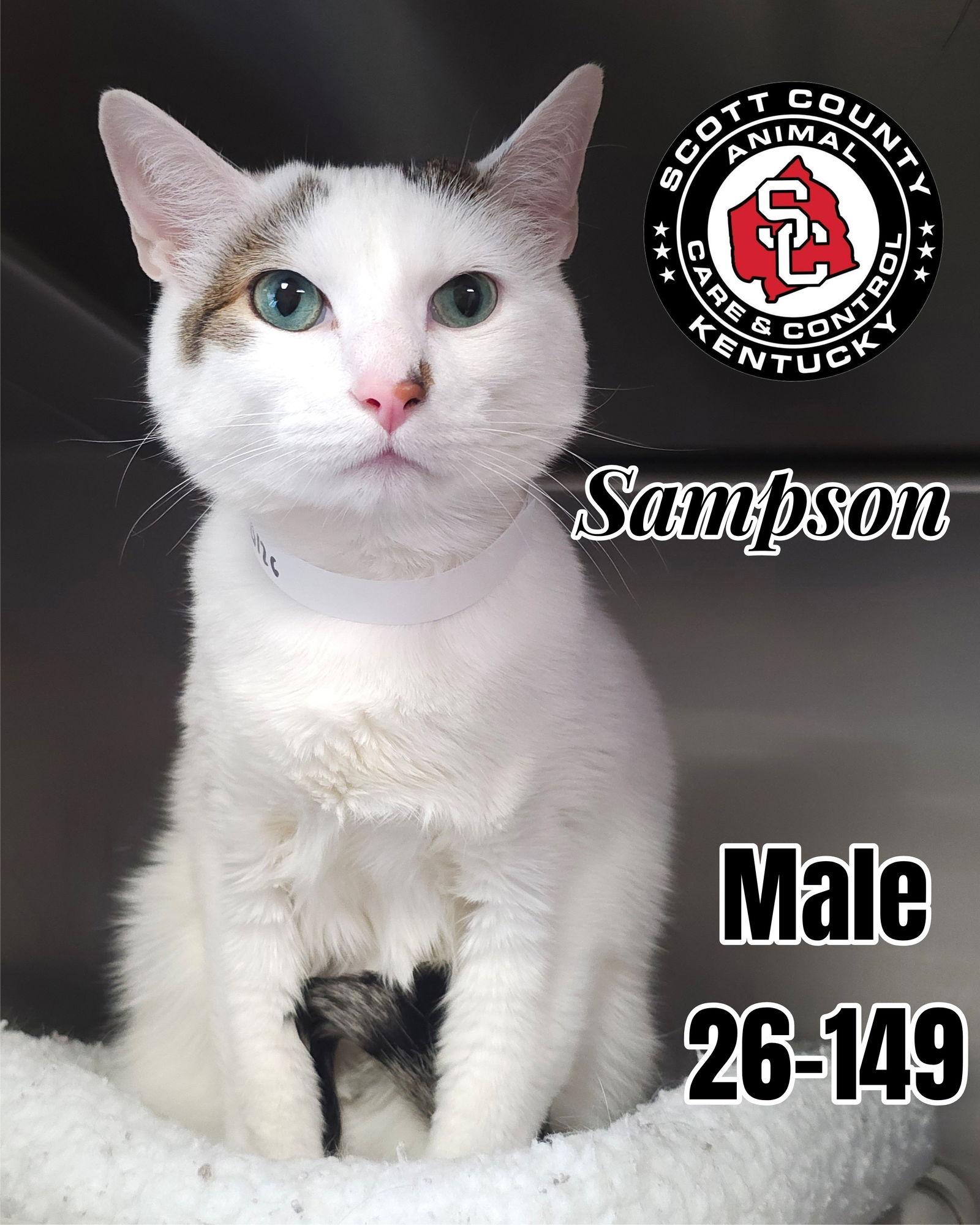 Sampson, Adoptable, Adult Male Domestic Short Hair.
