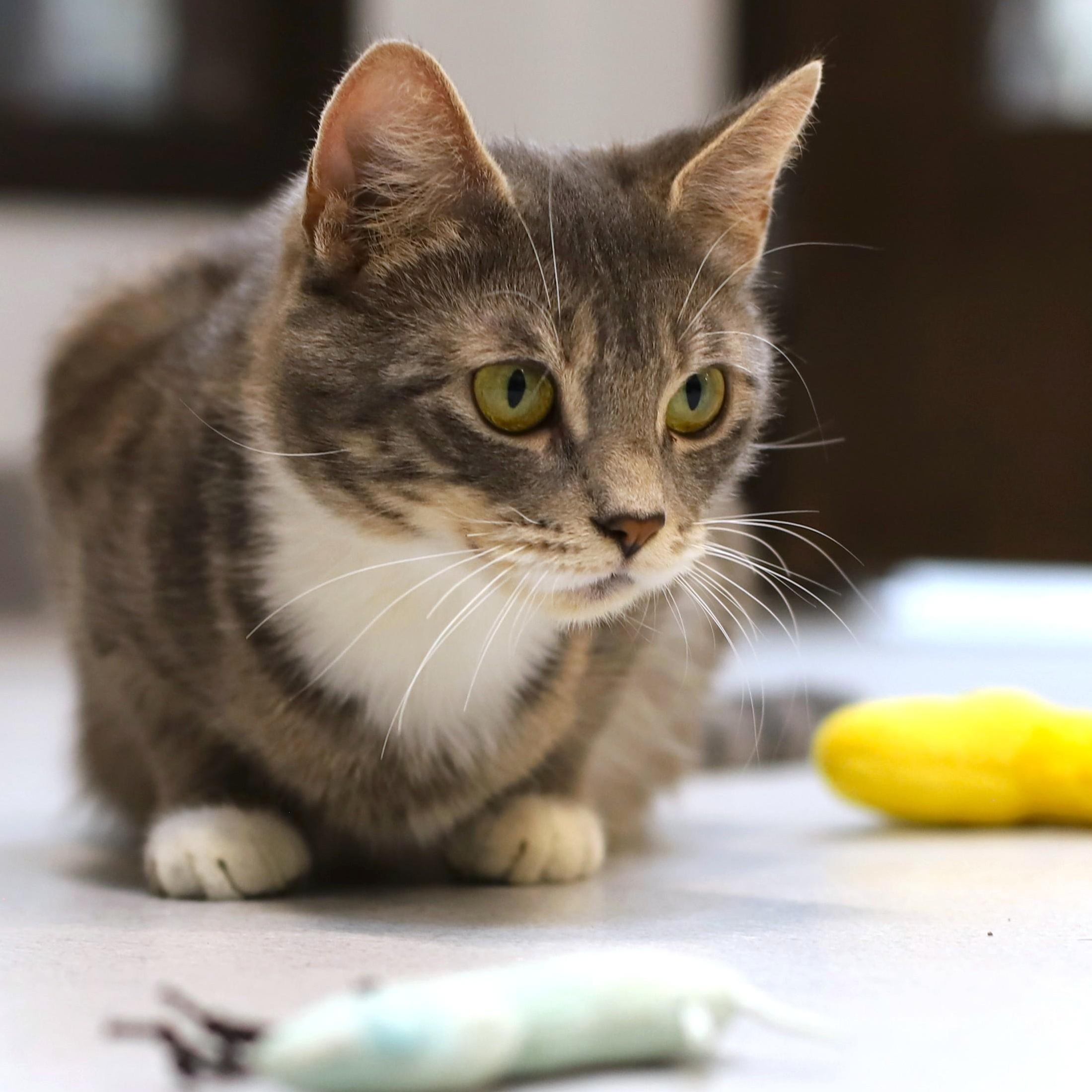 Enlarge Hexagon, an adoptable Domestic Short Hair in Endicott, NY image 4/4