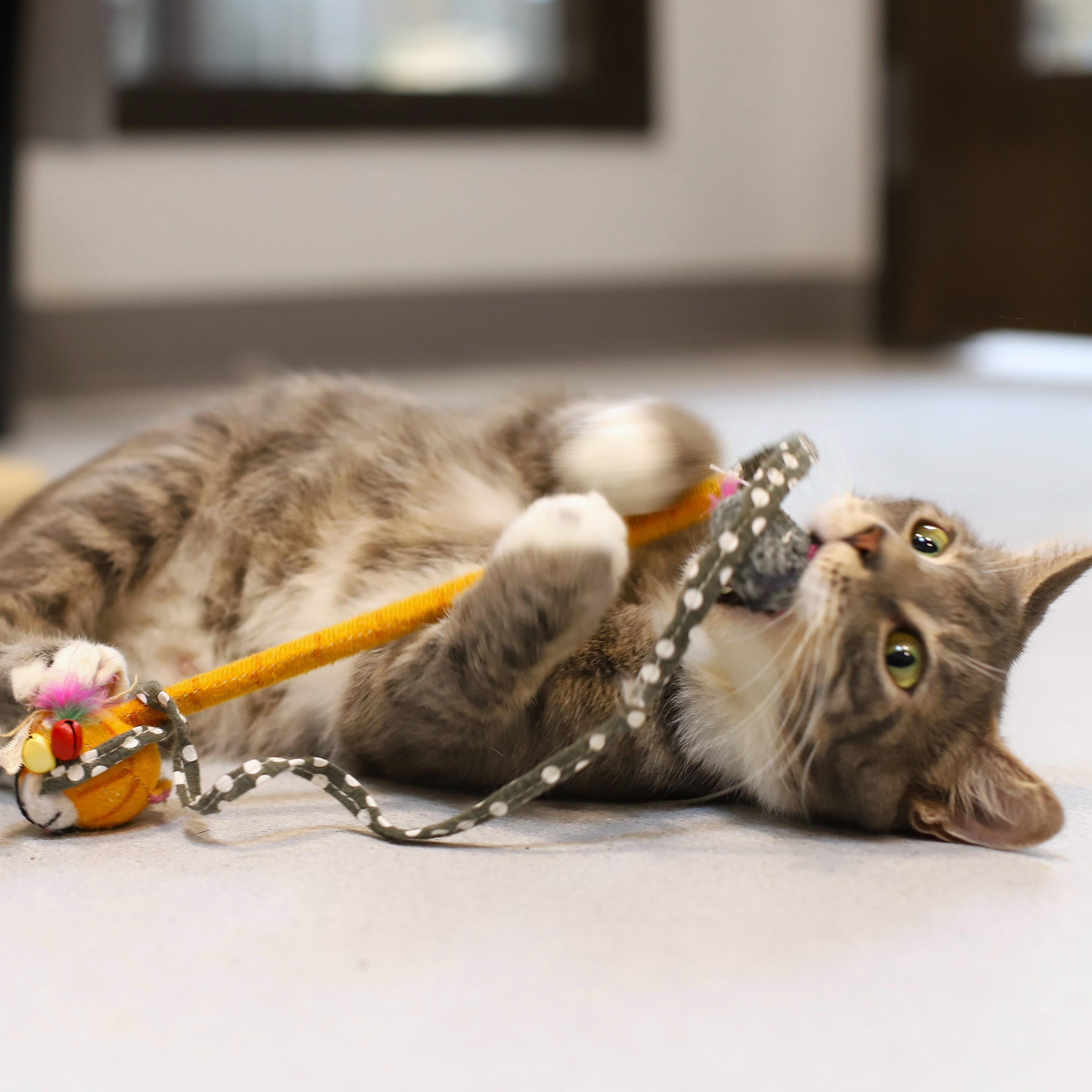Enlarge Hexagon, an adoptable Domestic Short Hair in Endicott, NY image 2/5