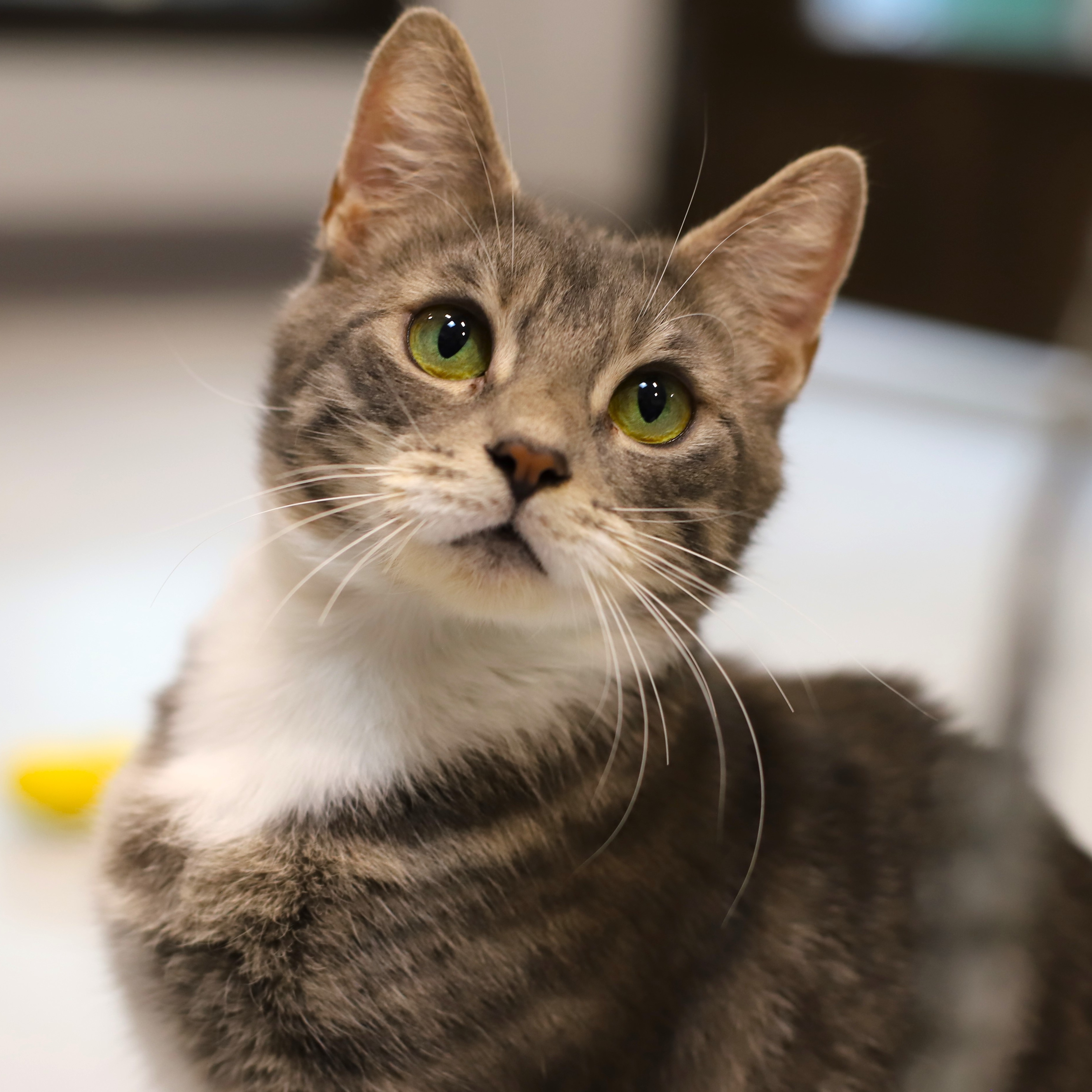 Enlarge Hexagon, an adoptable Domestic Short Hair in Endicott, NY image 1/4