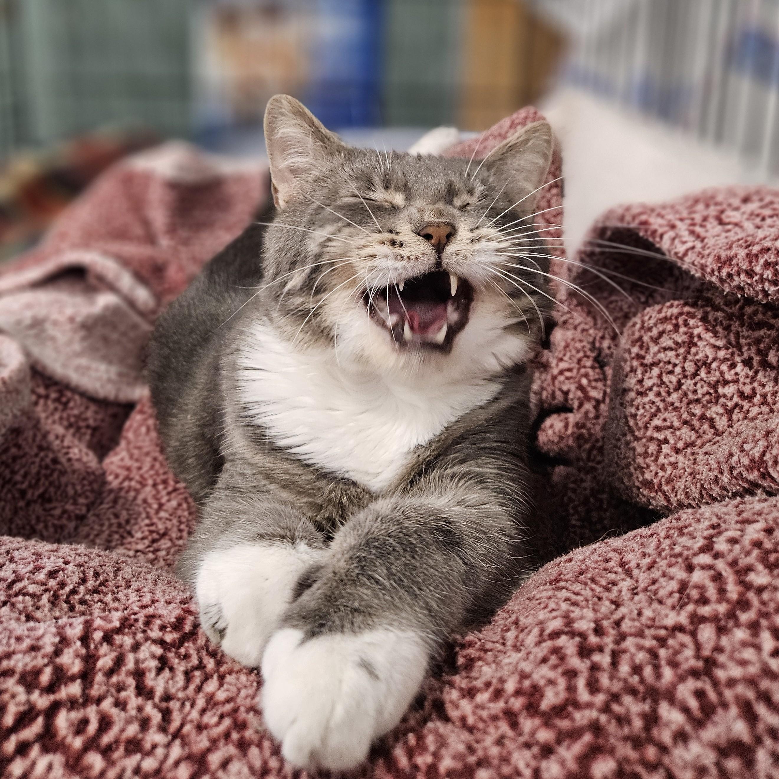 Enlarge Hexagon, an adoptable Domestic Short Hair in Endicott, NY image 3/5