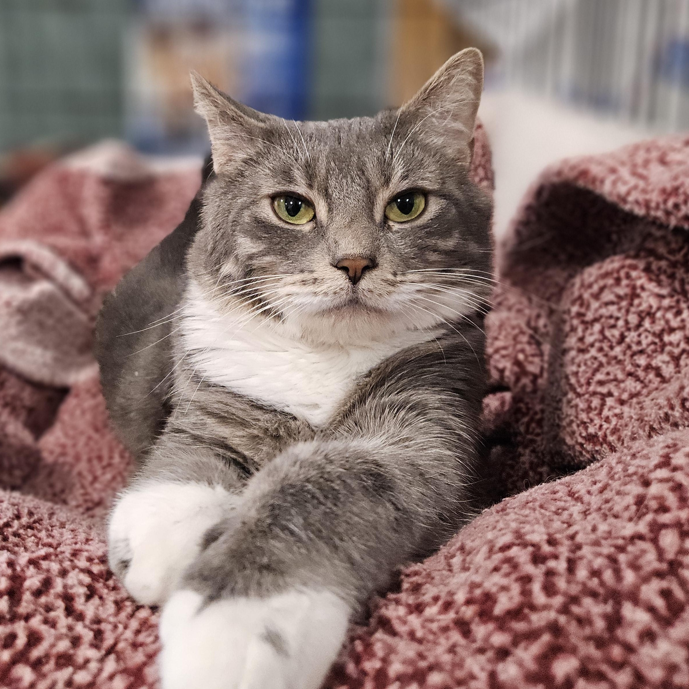Hexagon, adoptable, Adult Female Domestic Short Hair.