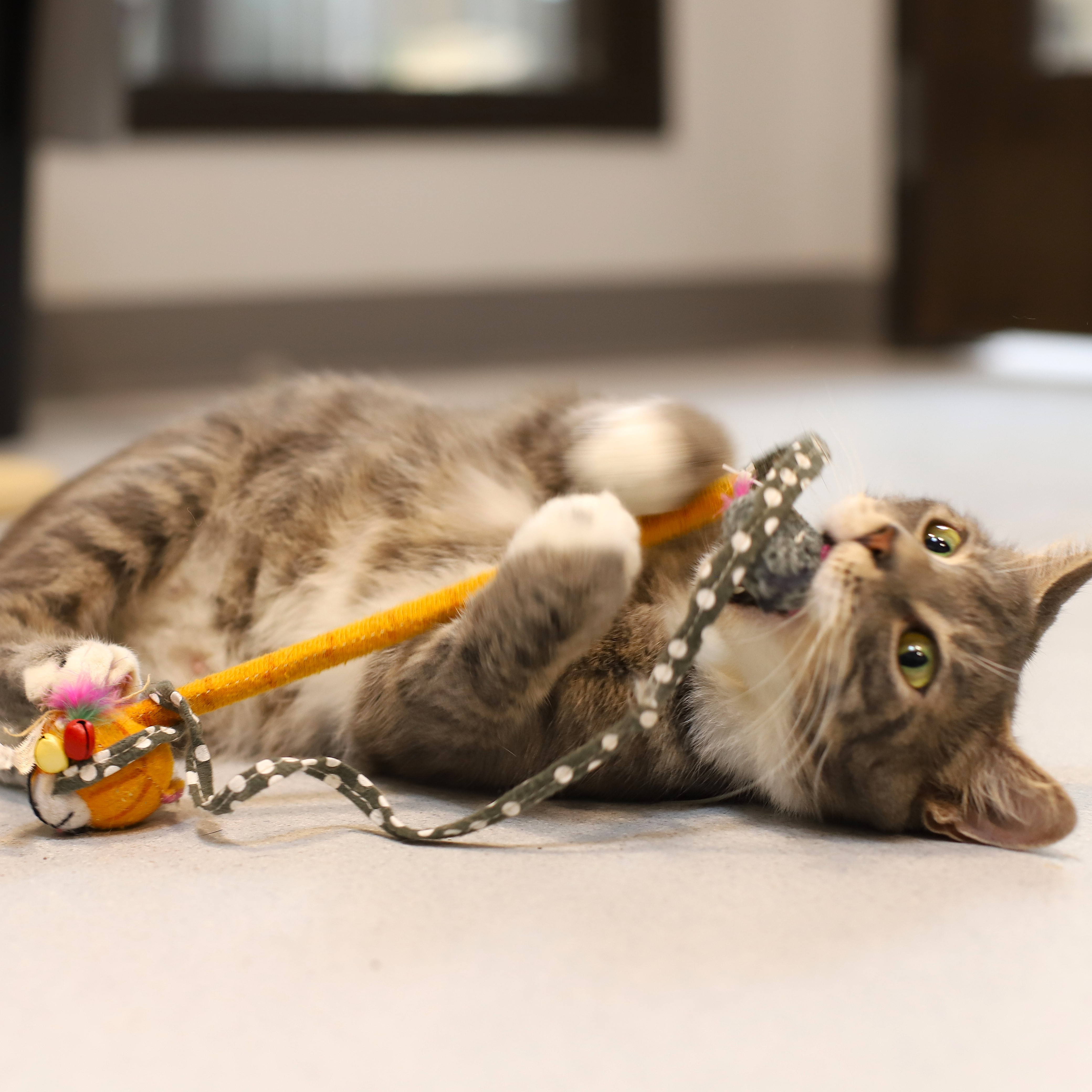 Enlarge Hexagon, an adoptable Domestic Short Hair in Endicott, NY image 3/4