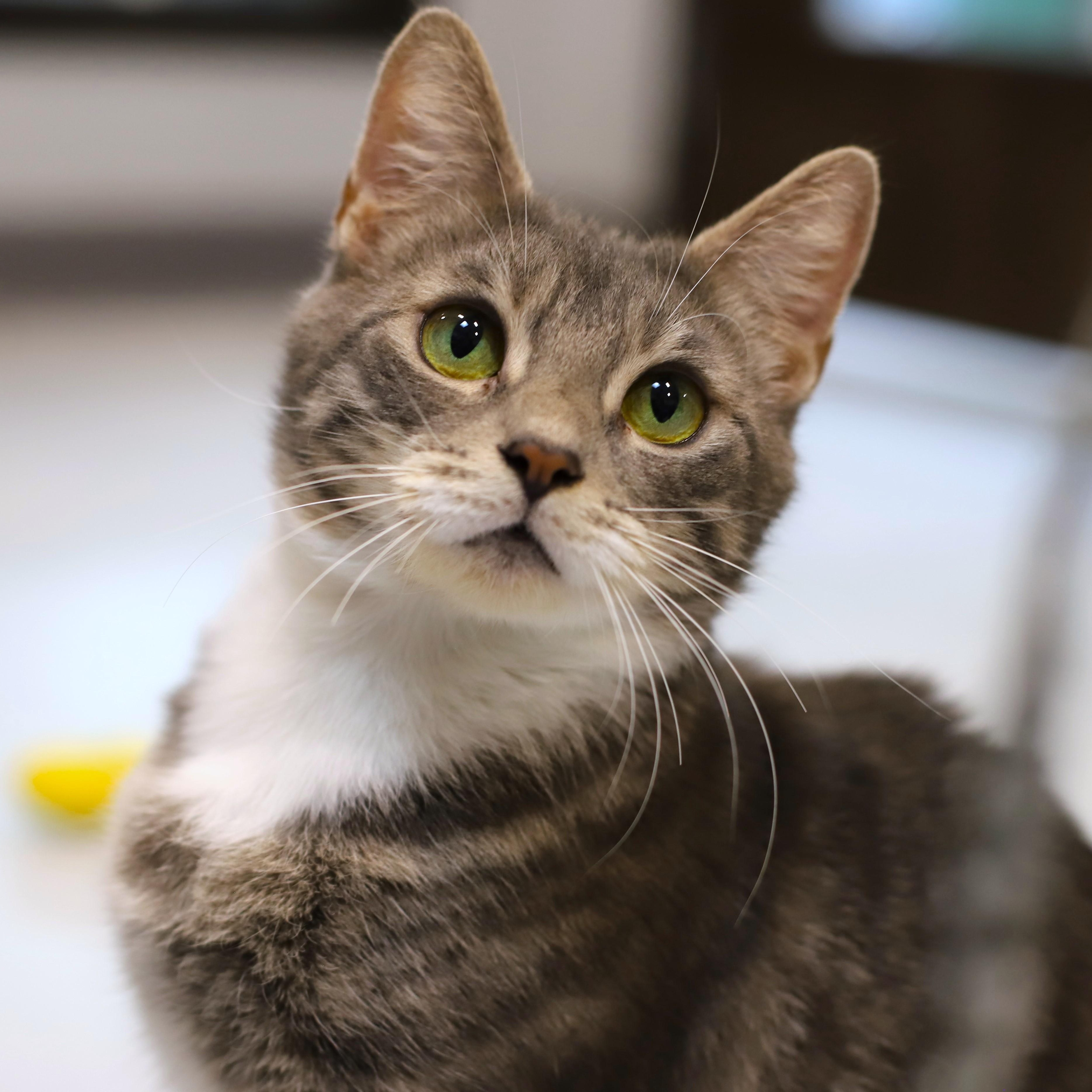Enlarge Hexagon, an adoptable Domestic Short Hair in Endicott, NY image 4/5