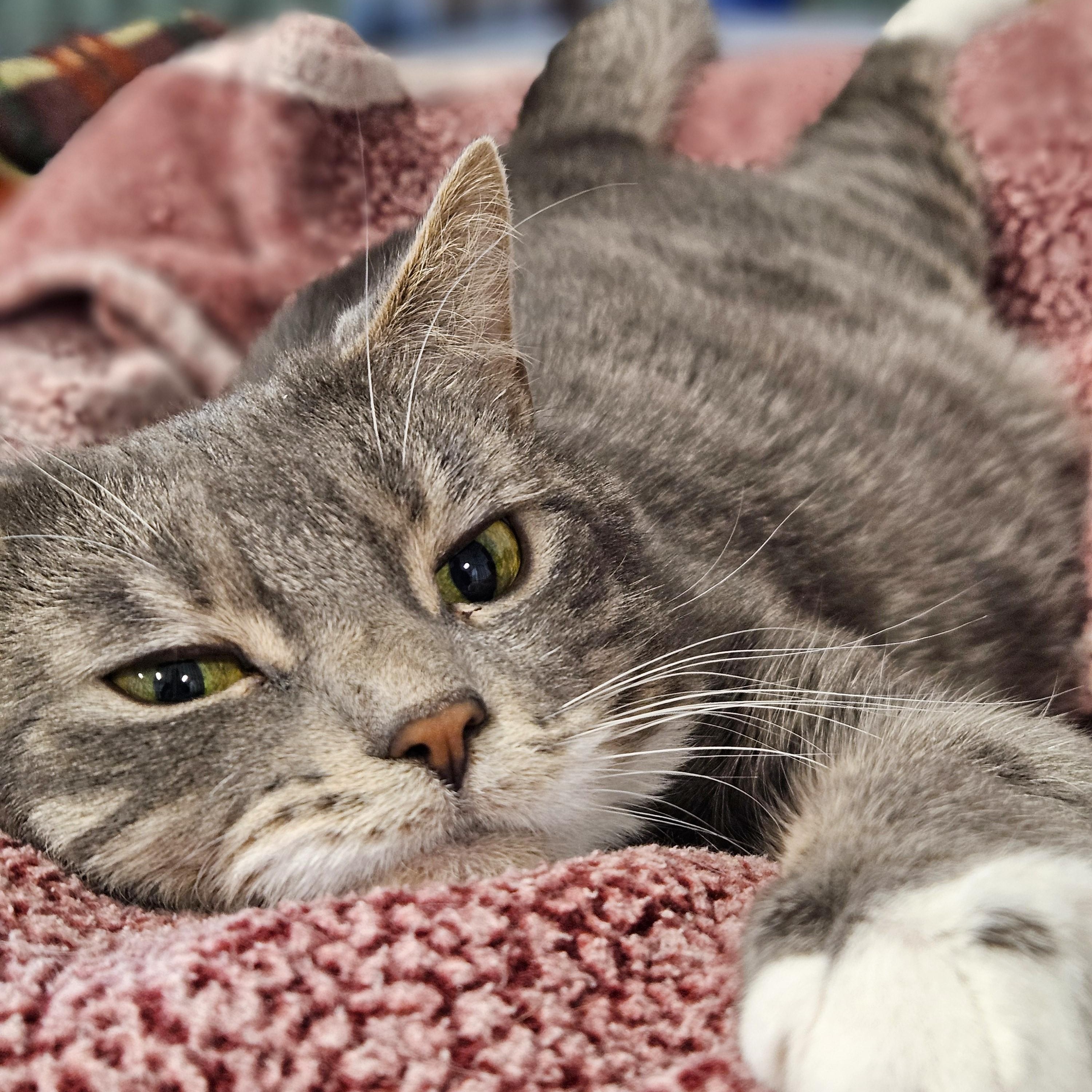 Enlarge Hexagon, an adoptable Domestic Short Hair in Endicott, NY image 2/4