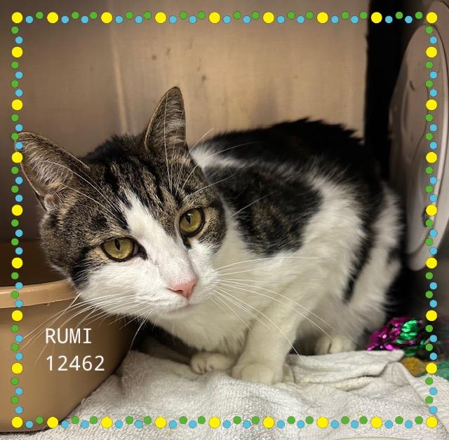 RUMI